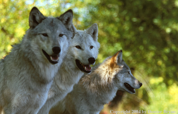 Gray wolves in habitat.