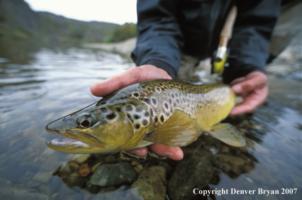 Brown Trout.