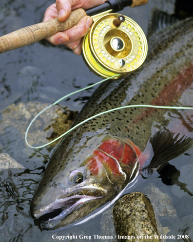Flyfishing steelhead