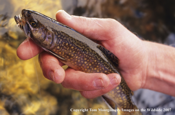 Brook Trout
