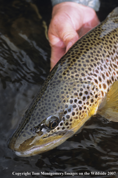 Brown Trout
