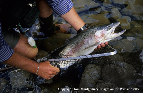 Rainbow Trout