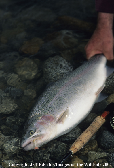 Rainbow Trout