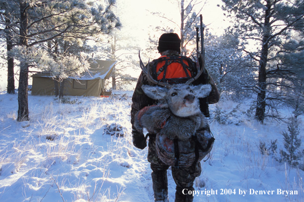 Big game hunter returning to camp with kill.