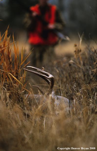 White-tailed deer hunter approaching downed deer