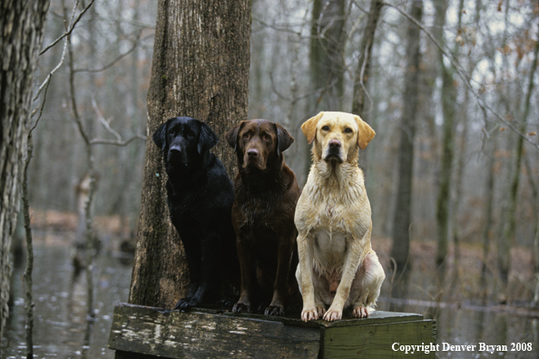 Labrador Retrievers