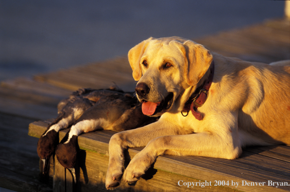 Yellow Labrador Retriever with pintails