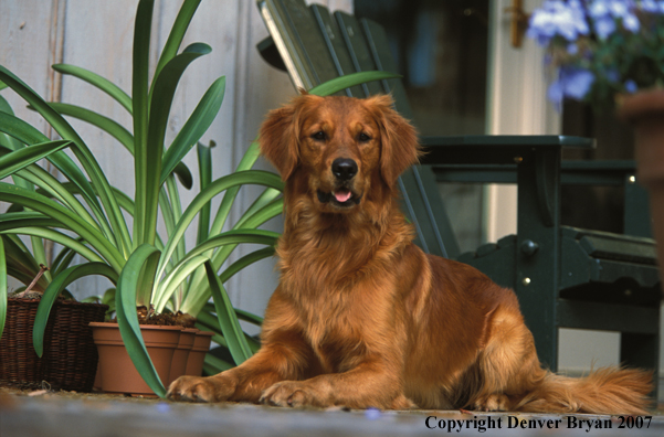Golden Retriever on deck.