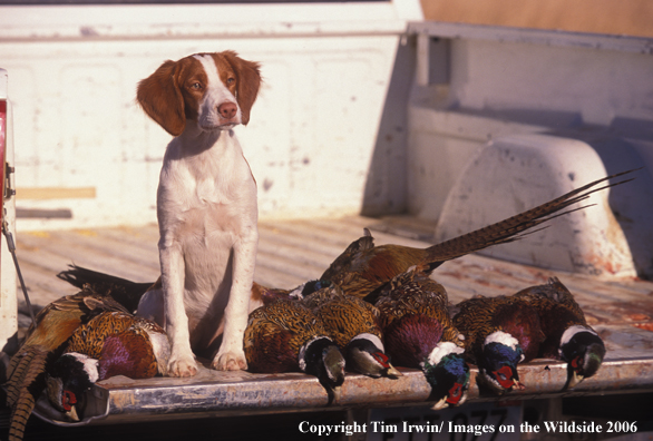 Brittany Spaniel with bagged pheasants.