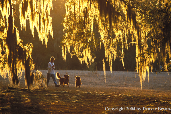 Golden Retrievers with owner.
