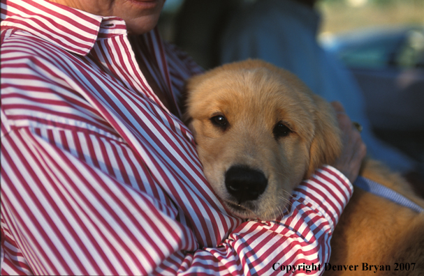 Golden Retriever puppy.