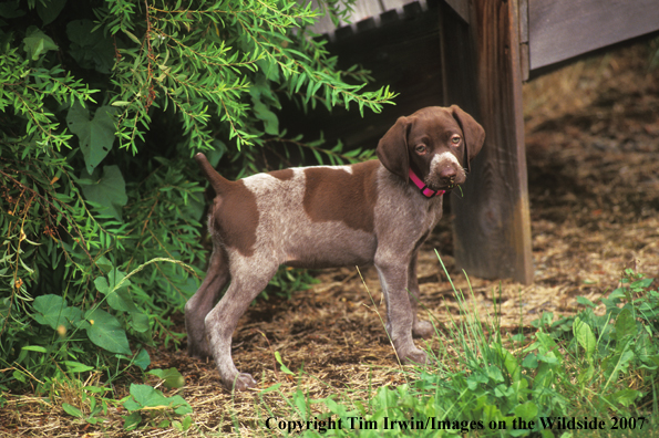 German Shorthair Pointer Puppy