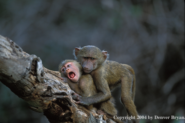 Young baboons, Africa.