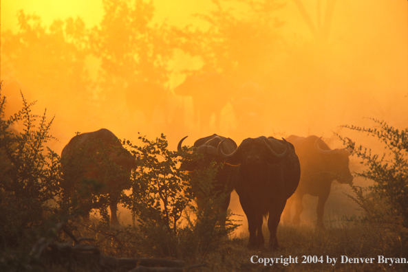 Herd of Cape Buffalo in habitat.