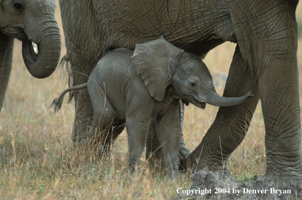 Baby African elephant in habitat.