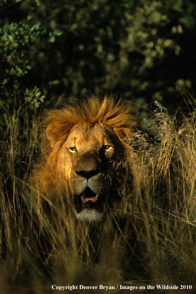 African Lion in habitat.