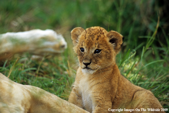 Lion Cub