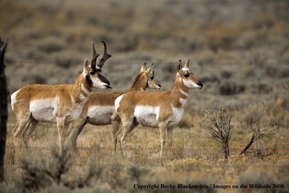 Pronghorn antelope