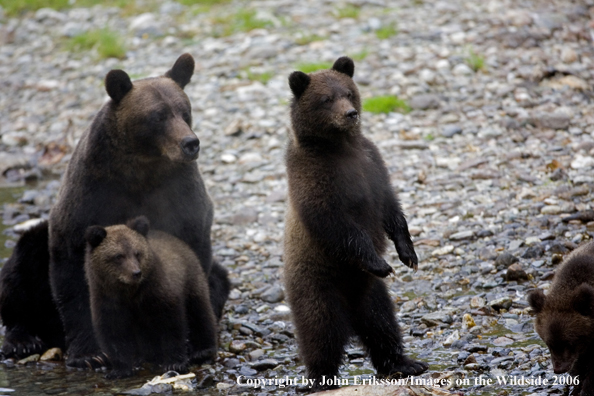 Brown bear and cubs in habitat.