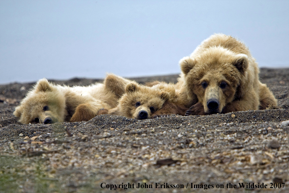 Brown Bear sow with cubs
