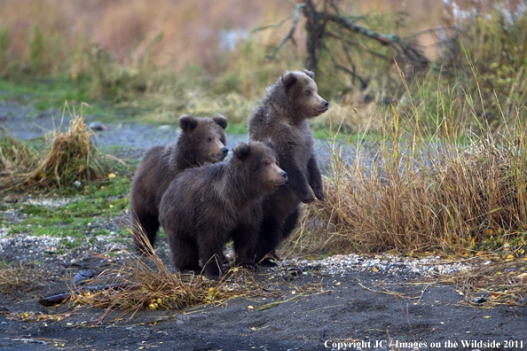 Brown Bear cubs playing. 