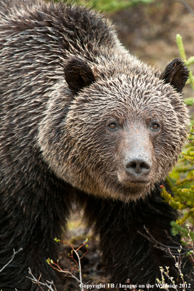 Grizzly Bear in habitat.