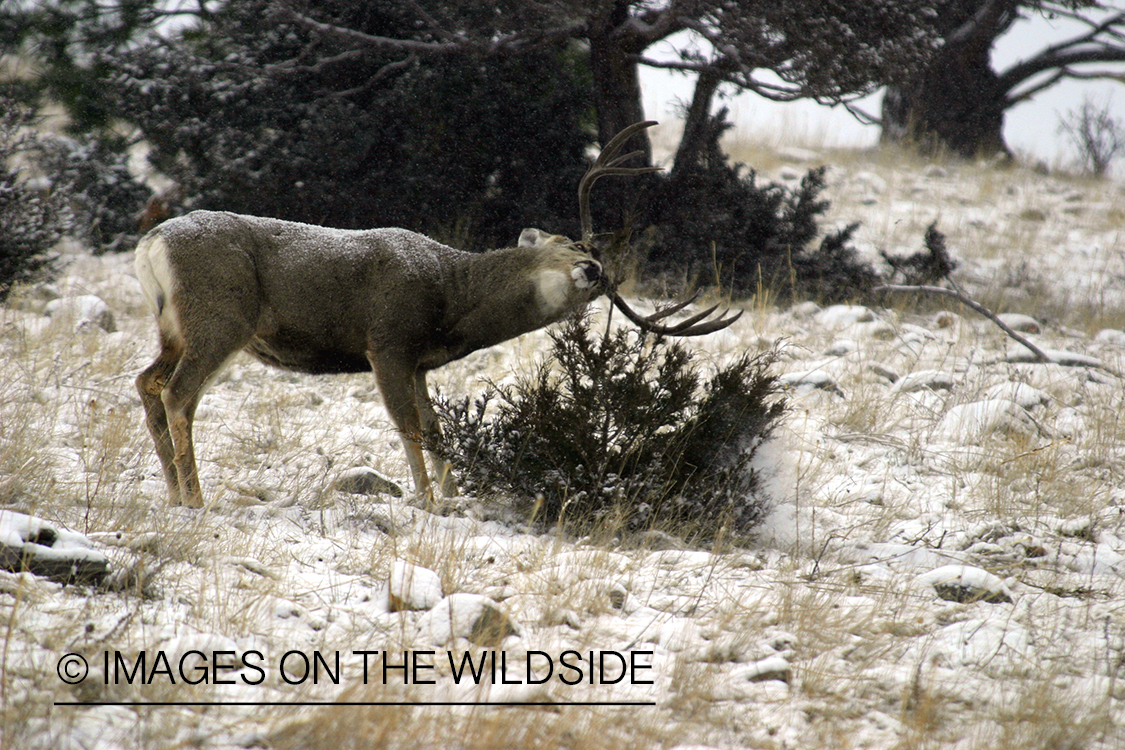 Mule deer scent marking