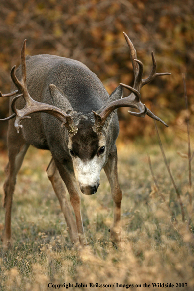 Mule deer 