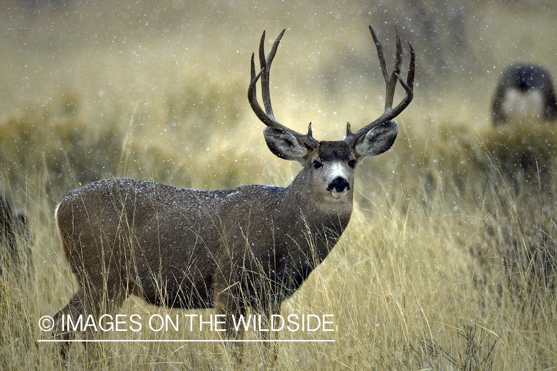 Mule deer 