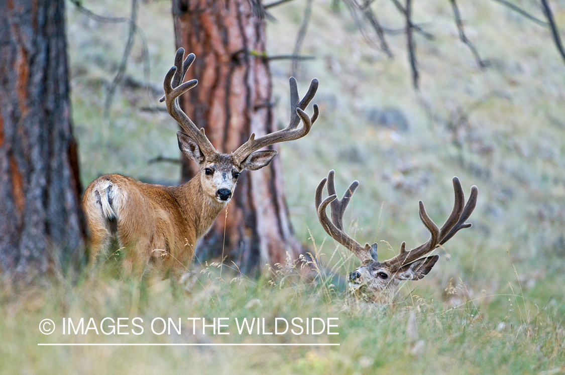 Mule Bucks in Velvet 