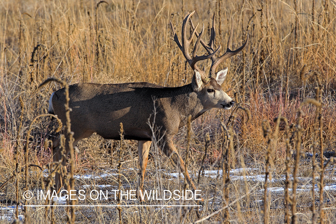 White-tailed buck in field in late fall.