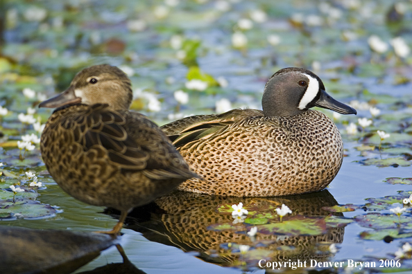 Close-up of a Blue-winged Teal duck pair.