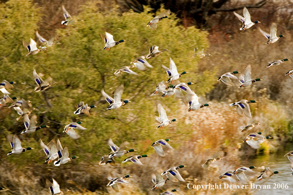 Mallard flock in flight