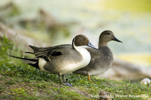 Pintail ducks.