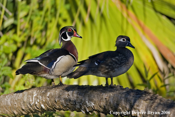 Wood duck pair perched on tree limb.