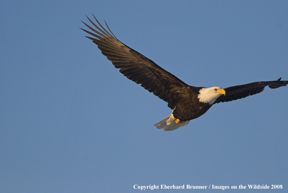 Bald Eagle in habitat