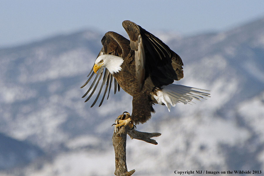 Bald eagle landing on branch.
