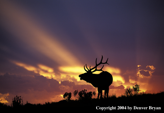 Rocky Mountain bull elk bugling at sunrise/sunset.