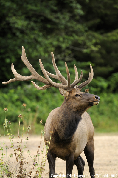 Roosevelt Bull Elk