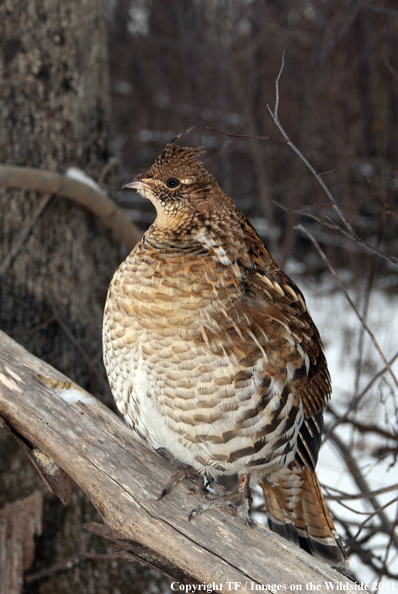 Ruffed Grouse in habitat. 