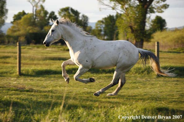 Quarter horses in field
