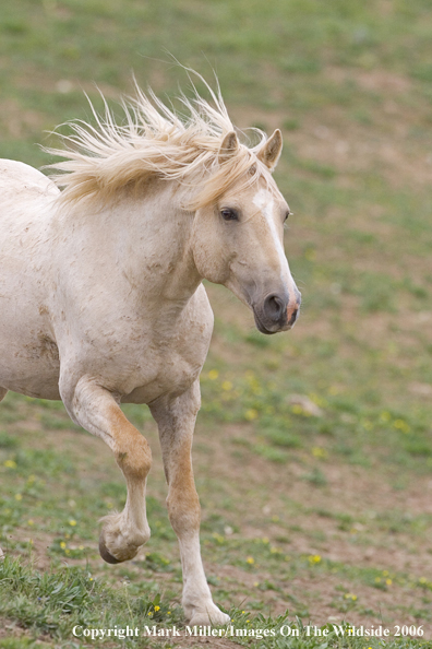 Wild horse in habitat.