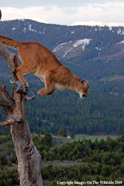 Mountain Lion in habitat