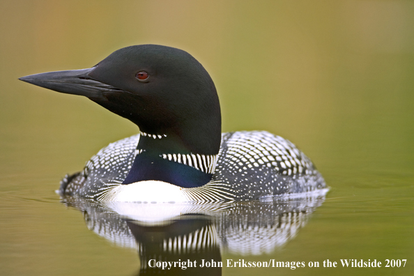 Loon in habitat