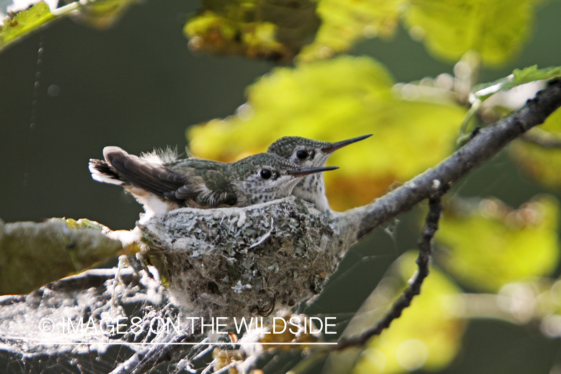 Calliope Hummingbird fledglings in nest.