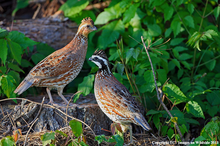 Bobwhite Quails in habitat.