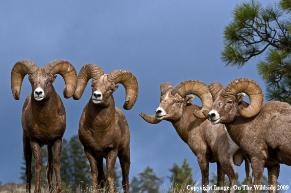 Rocky Mountain Bighorn Sheep