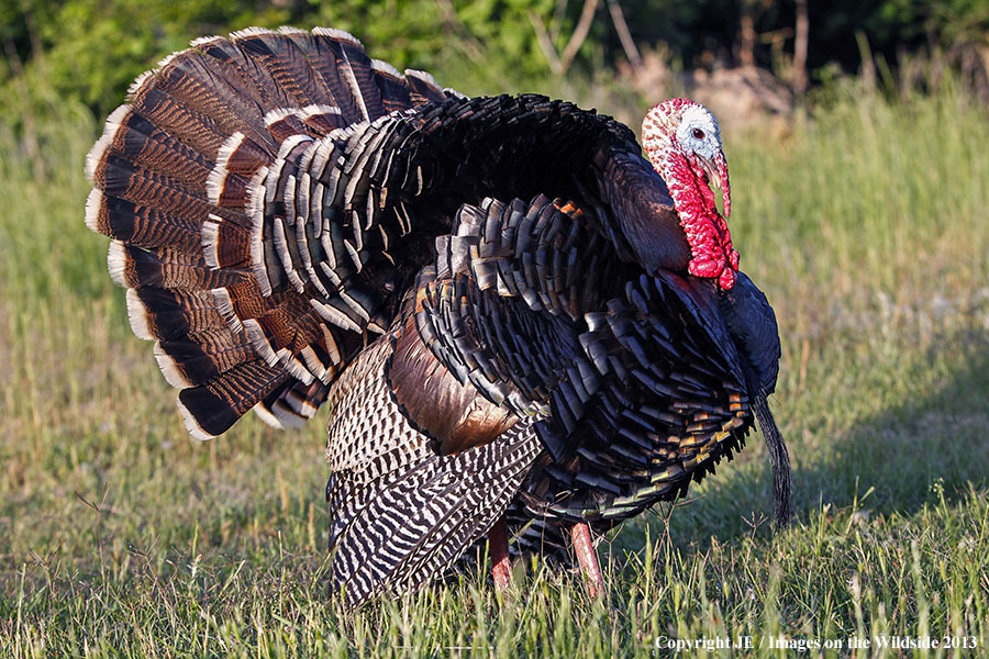 Rio Grande Turkey in habitat. 