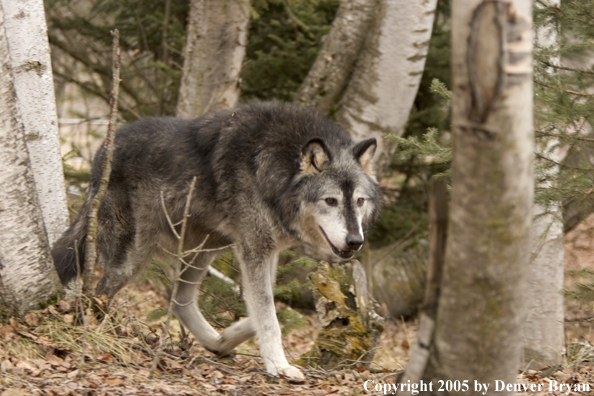 Gray wolf (black phase) in habitat.
