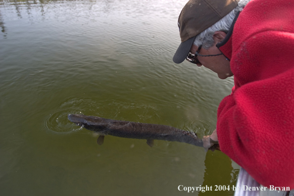 Flyfisherman releasing Northern pike (MR).